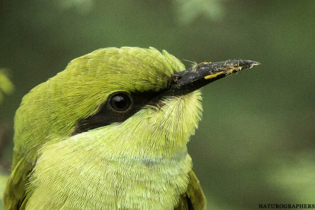 green bee eater