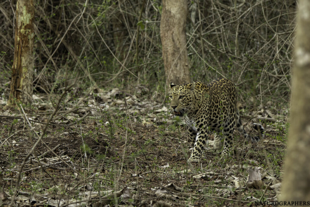 leopard