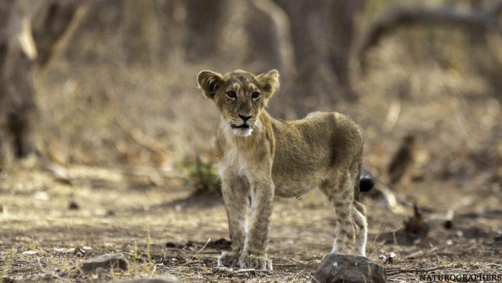 lion cub